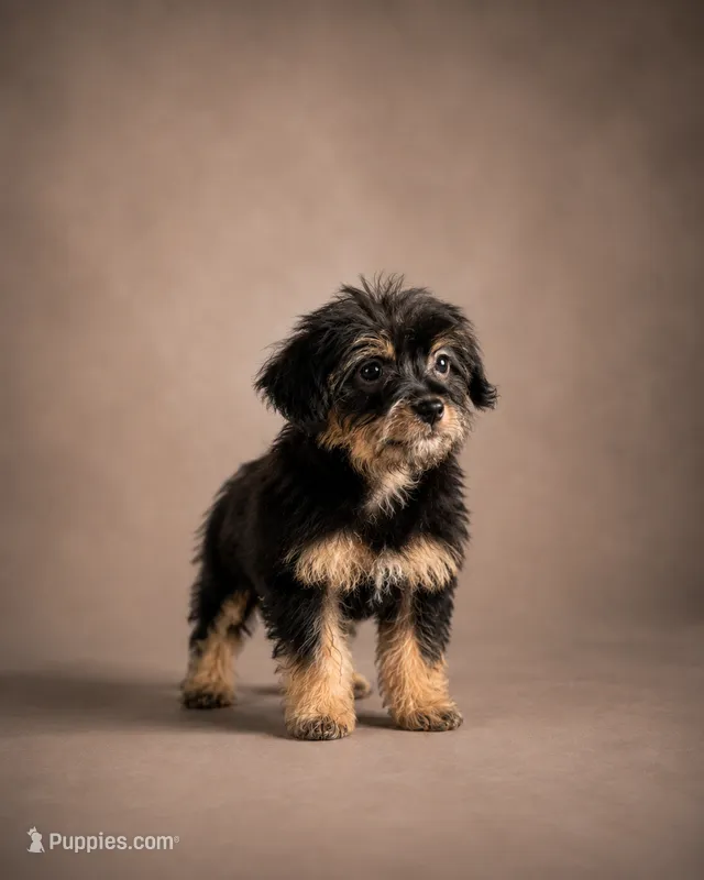 Nikki  – Yorkshire Terrier puppy for sale in Cape Coral, FL