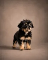 Nikki , a female Yorkshire Terrier for sale in Cape Coral, FL – 1 of 1