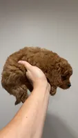 Med blonde, a male Cavapoo and Poodle - Toy  for sale in Kalamazoo, MI – 3 of 9