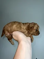 Dark blonde, a male Cavapoo for sale in Kalamazoo, MI – 3 of 4