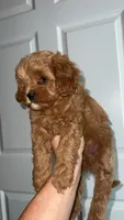 Light Blonde boy , a male Cavapoo and Poodle - Toy  for sale in Kalamazoo, MI – 5 of 8