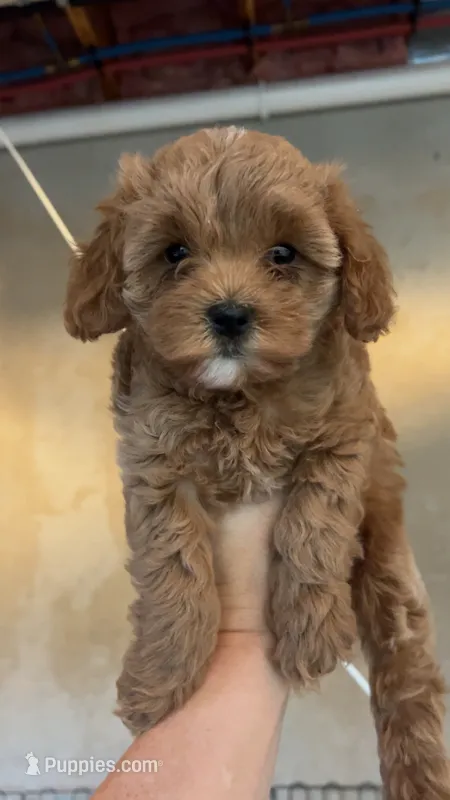 Light Blonde boy  – Cavapoo puppy for sale in Kalamazoo, MI