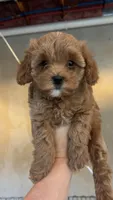Light Blonde boy , a male Cavapoo and Poodle - Toy  for sale in Kalamazoo, MI – 1 of 8