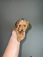Light Blonde boy , a male Cavapoo for sale in Kalamazoo, MI – 2 of 6