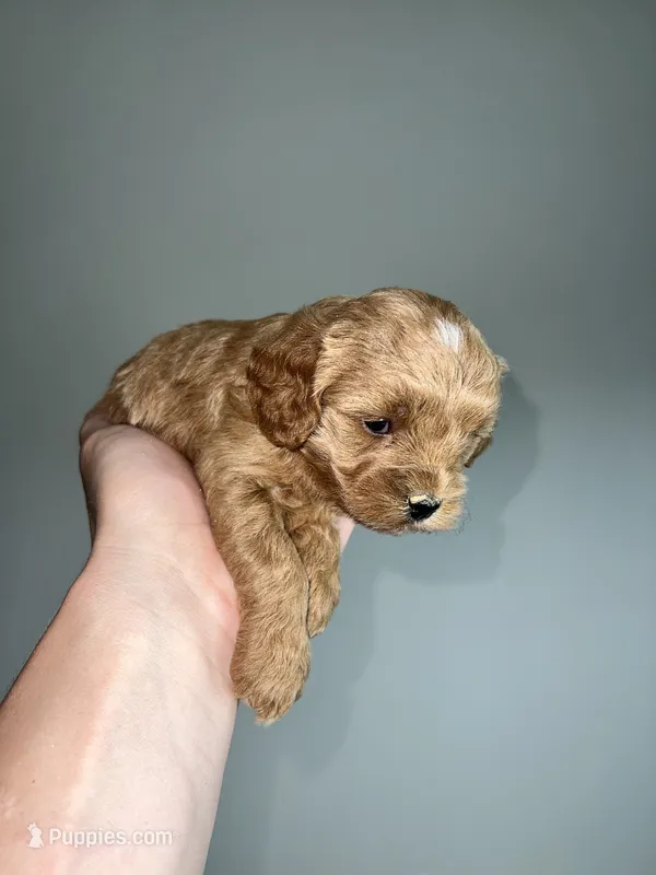 Light Blonde boy  – Cavapoo puppy for sale in Kalamazoo, MI