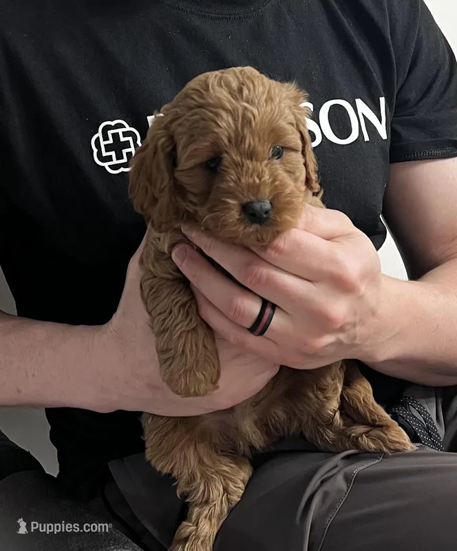 Male 1 – Cavapoo puppy for sale in Kalamazoo, MI