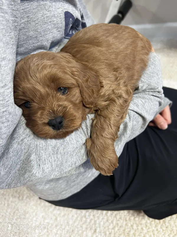 Male 1, a male Cavapoo for sale in Kalamazoo, MI – Photo 1 of 3