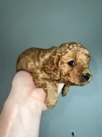 Dark blonde, a male Cavapoo for sale in Kalamazoo, MI – 2 of 4