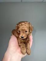 Med blonde, a male Cavapoo for sale in Kalamazoo, MI – 2 of 6