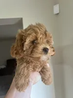 White chin boy teddy bear, a male Cavapoo and Poodle - Toy  for sale in Richmond, IN – 7 of 8