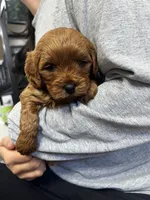 boy 2, a male Cavapoo for sale in Kalamazoo, MI – Photo 1 of 3