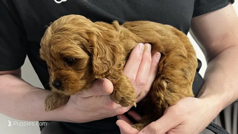 boy 2 – Cavapoo puppy for sale in Kalamazoo, MI