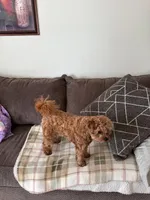 boy 2, a male Cavapoo for sale in Kalamazoo, MI – Photo 2 of 3