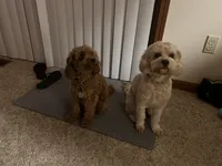 Med blonde, a male Cavapoo for sale in Kalamazoo, MI – 4 of 6