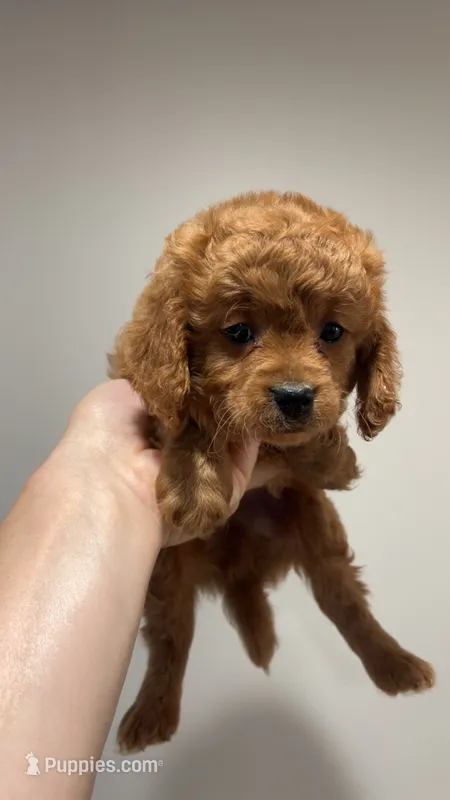 Med blonde – Cavapoo puppy for sale in Kalamazoo, MI