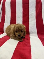 Med blonde, a male Cavapoo and Poodle - Toy  for sale in Kalamazoo, MI – 9 of 9