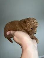Med blonde, a male Cavapoo for sale in Kalamazoo, MI – 3 of 6