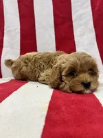 Light Blonde boy , a male Cavapoo and Poodle - Toy  for sale in Kalamazoo, MI – 2 of 8