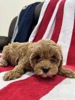 Light Blonde boy , a male Cavapoo and Poodle - Toy  for sale in Kalamazoo, MI – 3 of 8