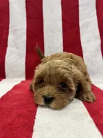 Light Blonde boy , a male Cavapoo and Poodle - Toy  for sale in Kalamazoo, MI – 4 of 8