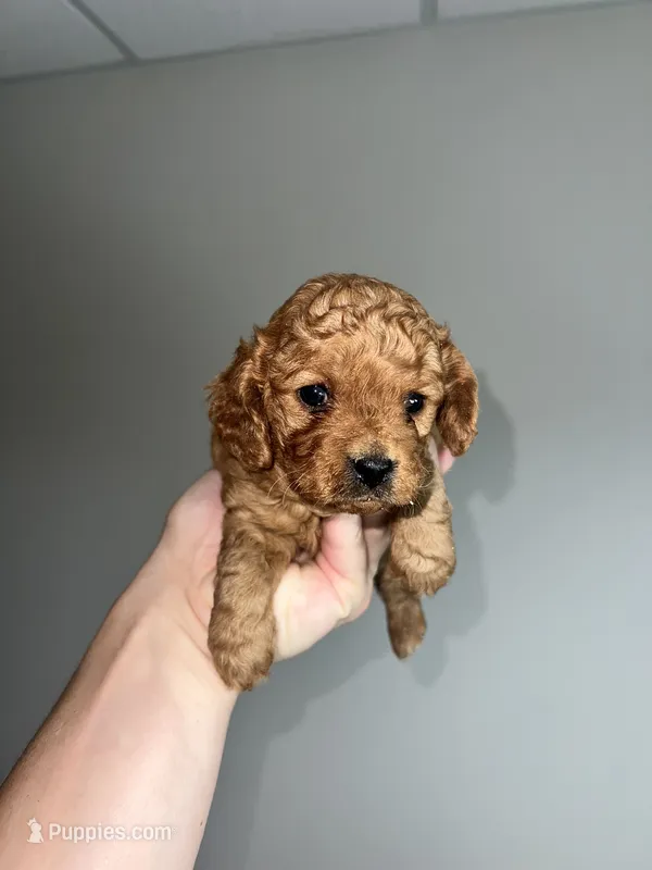 Dark blonde – Cavapoo puppy for sale in Kalamazoo, MI