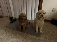 Med blonde, a male Cavapoo for sale in Kalamazoo, MI – 5 of 6