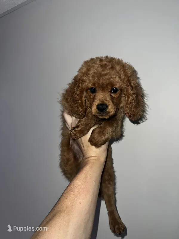 Med blonde – Cavapoo, Poodle - Toy  puppy for sale in Richmond, IN
