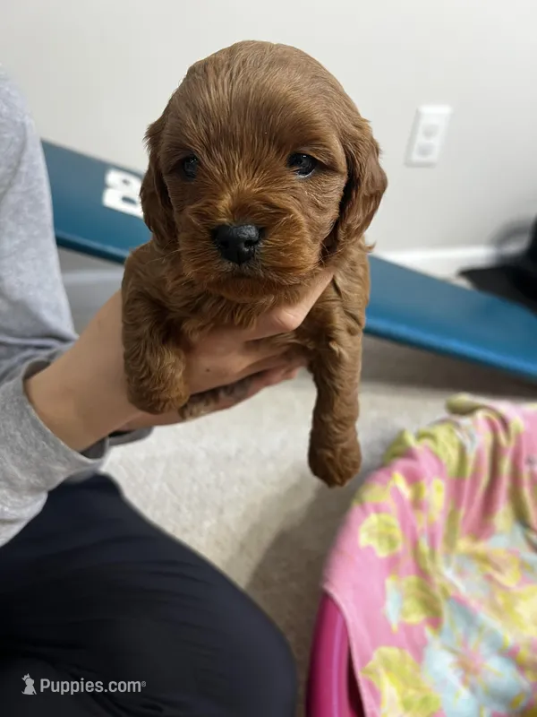girl 1, a male Cavapoo for sale in Kalamazoo, MI – Photo 1 of 3