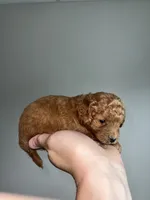 Med blonde, a male Cavapoo for sale in Kalamazoo, MI – 6 of 6