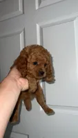 Med blonde, a male Cavapoo and Poodle - Toy  for sale in Kalamazoo, MI – 2 of 9