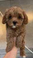 Light Blonde boy , a male Cavapoo and Poodle - Toy  for sale in Kalamazoo, MI – 6 of 8