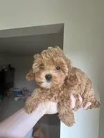 White chin boy teddy bear, a male Cavapoo and Poodle - Toy  for sale in Richmond, IN – 6 of 8
