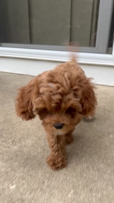White chin boy teddy bear, a male Cavapoo and Poodle - Toy  for sale in Richmond, IN – 8 of 8