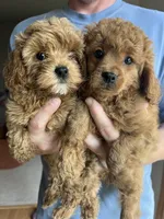 White chin boy teddy bear, a male Cavapoo and Poodle - Toy  for sale in Richmond, IN – 2 of 8