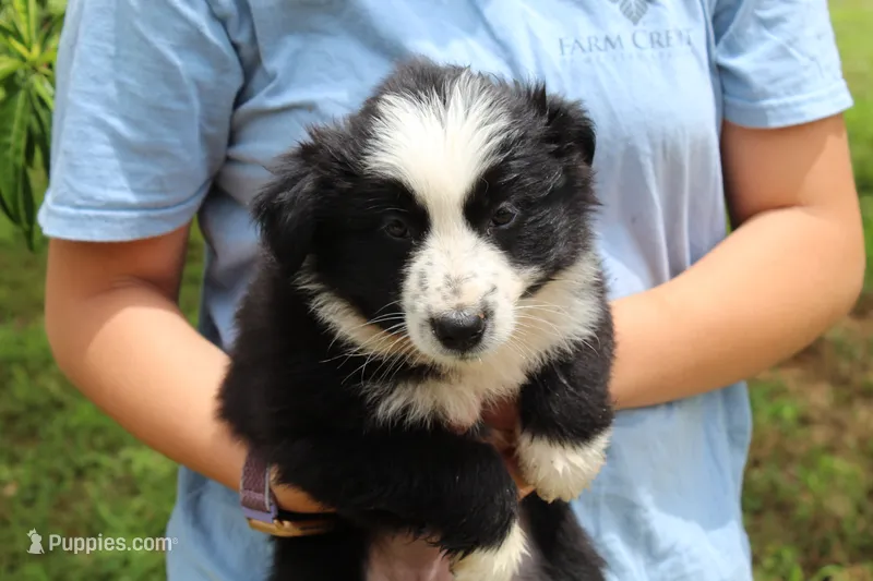 Violet – Australian Shepherd puppy for sale in Cove, AR