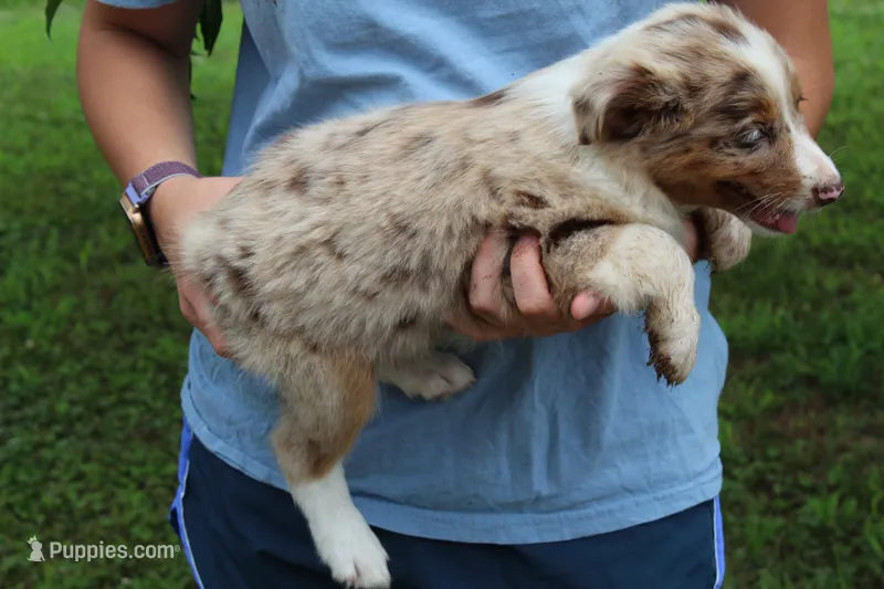 Julie – Australian Shepherd puppy for sale in Cove, AR