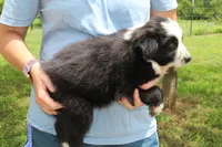 Violet, a female Australian Shepherd for sale in Cove, AR – 3 of 3