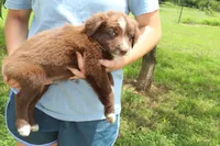 Red, a male Australian Shepherd for sale in Cove, AR – 3 of 3