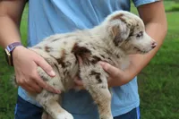 Sadie, a female Australian Shepherd for sale in Cove, AR – 2 of 3