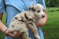 Sadie, a female Australian Shepherd for sale in Cove, AR – 3 of 3