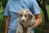 Cowgirl, a female Australian Shepherd for sale in Cove, AR – 2 of 4
