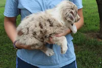 Cowgirl, a female Australian Shepherd for sale in Cove, AR – 3 of 4