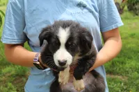 Dolly, a female Australian Shepherd for sale in Cove, AR – 2 of 2