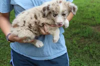 Cowgirl, a female Australian Shepherd for sale in Cove, AR – 4 of 4