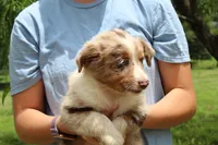 Julie, a female Australian Shepherd for sale in Cove, AR – 2 of 3