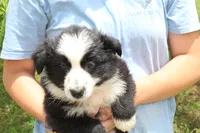 Violet, a female Australian Shepherd for sale in Cove, AR – 2 of 3