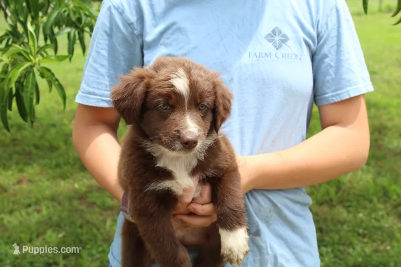 Red – Australian Shepherd puppy for sale in Cove, AR