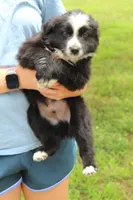 Doc, a male Australian Shepherd for sale in Cove, AR – 2 of 2