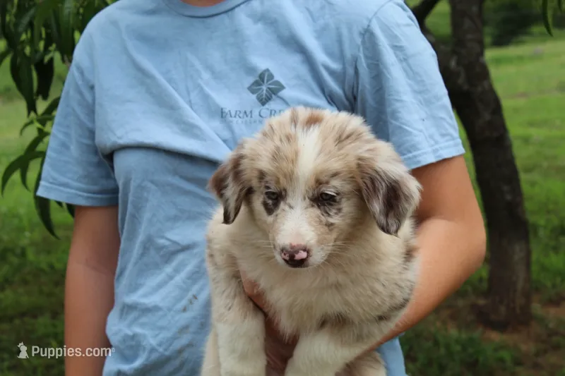 Cowgirl – Australian Shepherd puppy for sale in Cove, AR