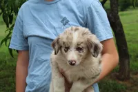 Cowgirl, a female Australian Shepherd for sale in Cove, AR – 1 of 4